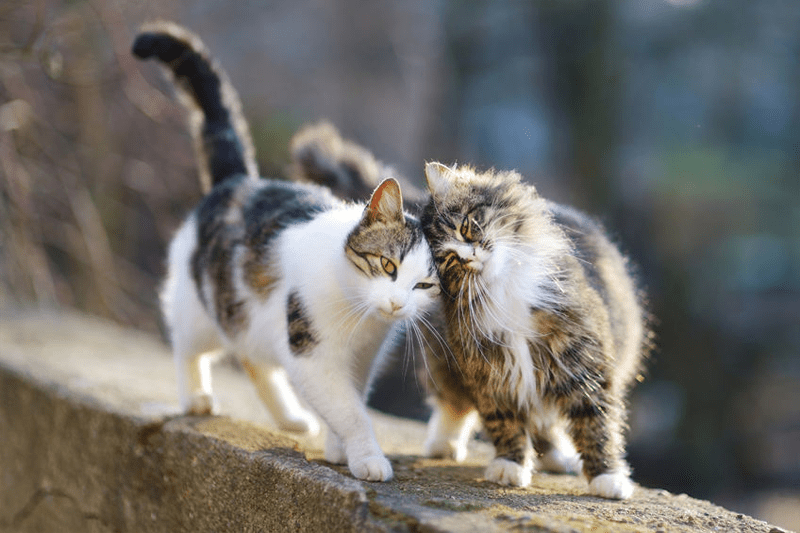 5-senales-de-que-mi-gato-es-feliz