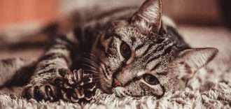 Gatos-felices-en-casa1-330x156-1