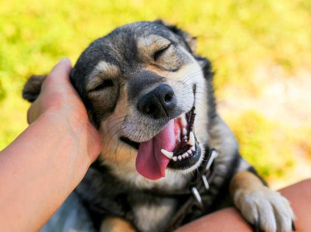 istockphoto-1041987488-612x612