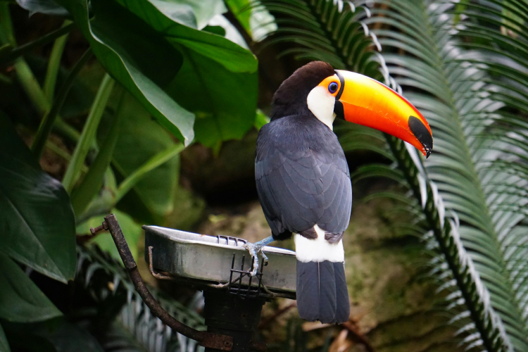 5 Destinos Turísticos Imperdibles en Leticia Amazonas