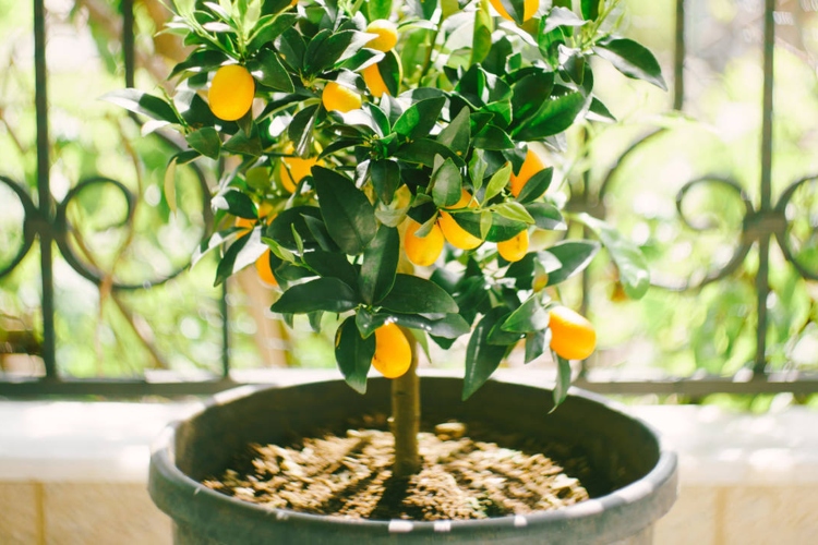 Limonero en casa: el lugar ideal según el Feng Shui