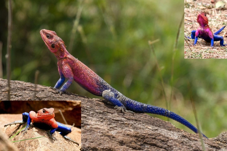 Lagarto de Spider-Man: el superhéroe de la sabana africana