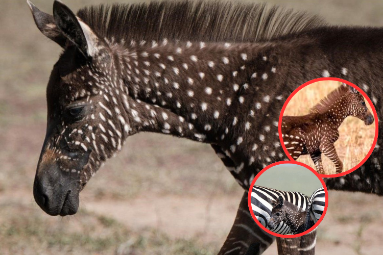 Tira, la primera cebra de lunares del mundo, sorprende en Kenia