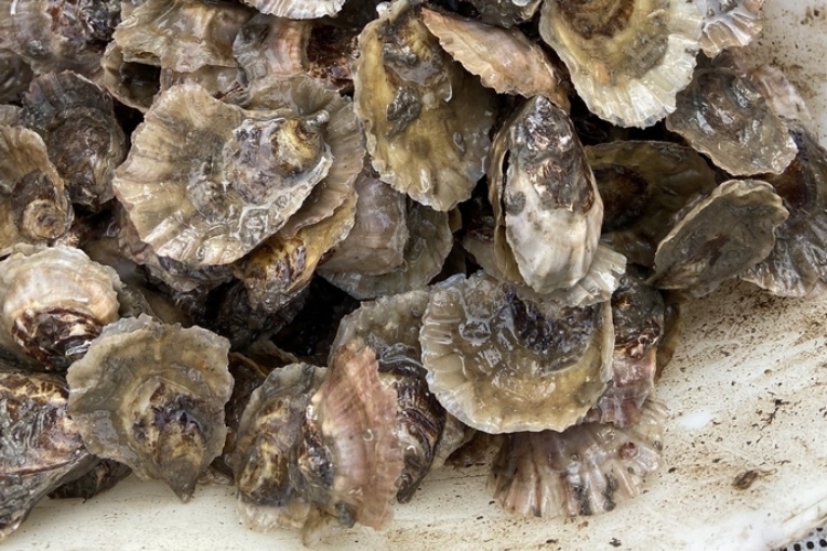 Cultivar ostras: una solución natural contra el calentamiento global