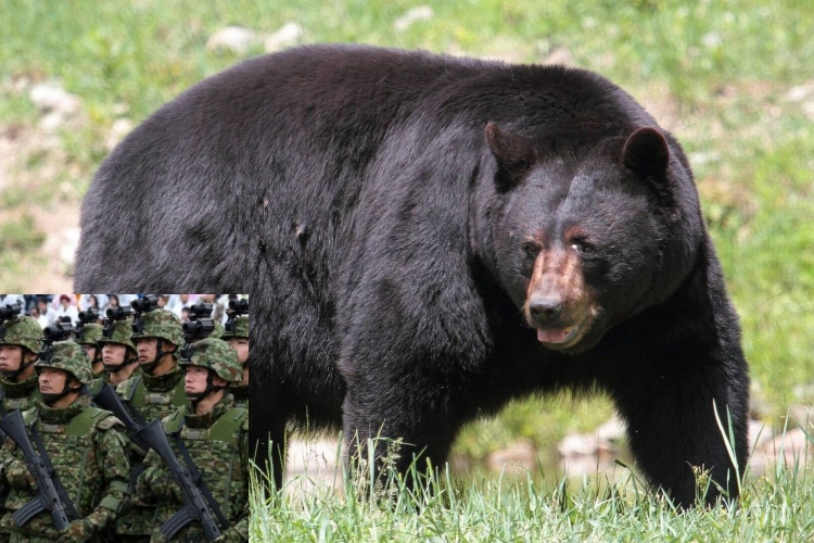 Japón despliega al ejército tras ola de ataques de osos