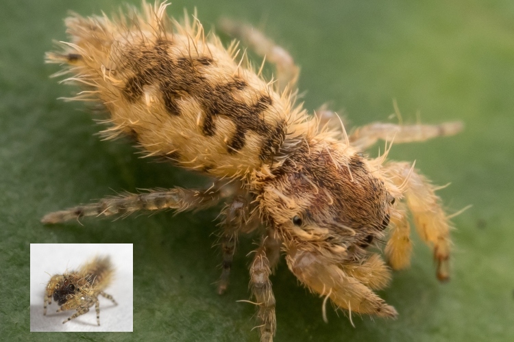 La araña que imita orugas: un nuevo caso de mimetismo en Hong Kong