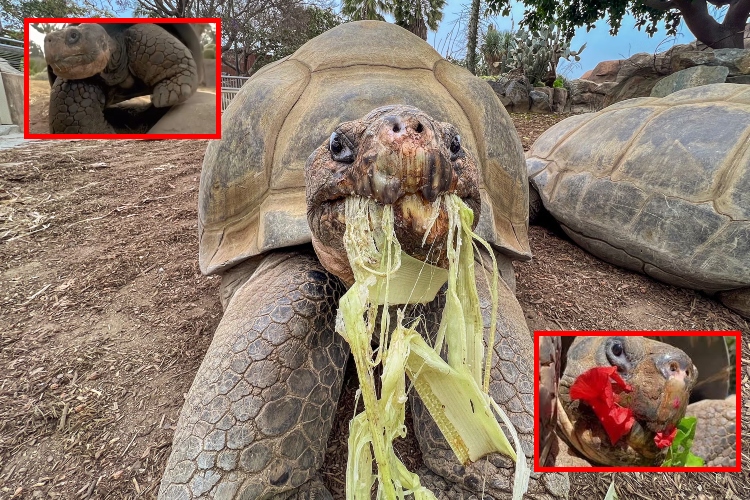 Tortuga de Galápagos muere a los 141 años en San Diego