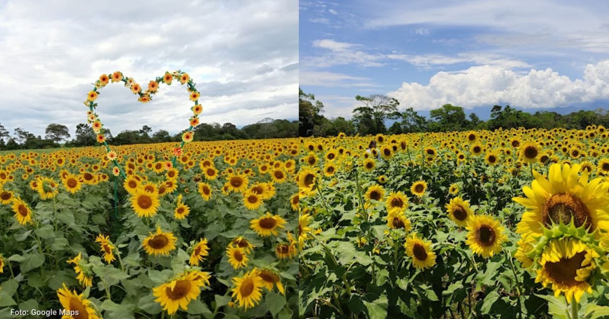 El enorme campo de girasoles a menos de una hora de Cali: un destino imperdible para tu próximo viaje
