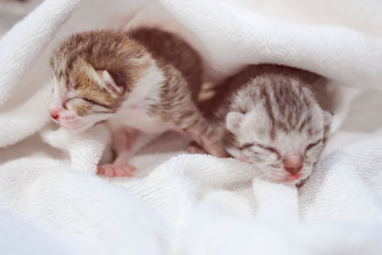 ¿A qué edad los gatos aprenden más rápido? Etapas clave del aprendizaje felino