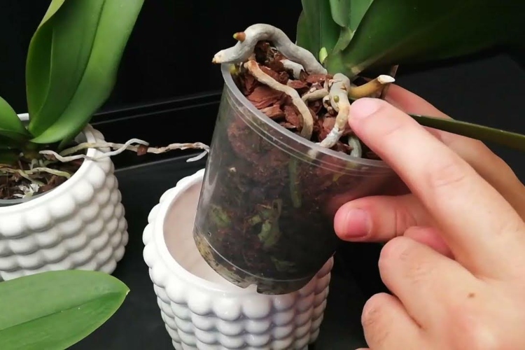 ¿Debes quitar las varillas a tus orquídeas?