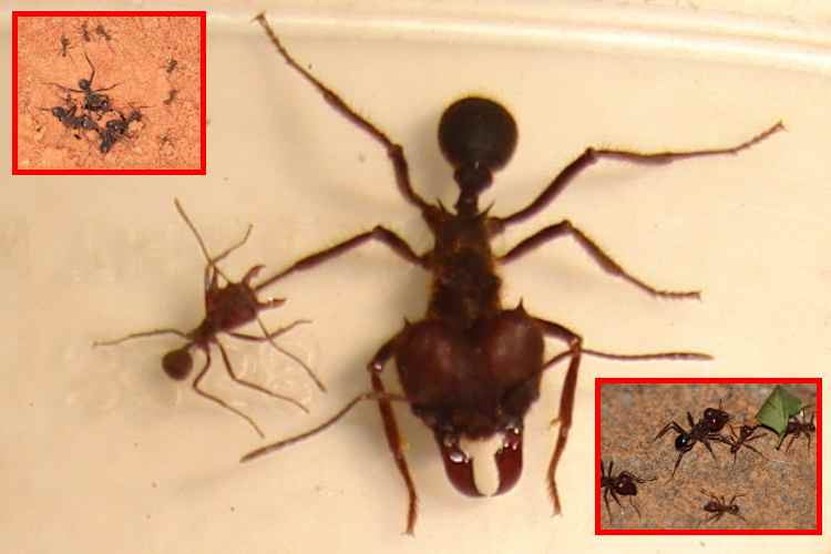 El sorprendente olor que emiten las hormigas enfermas