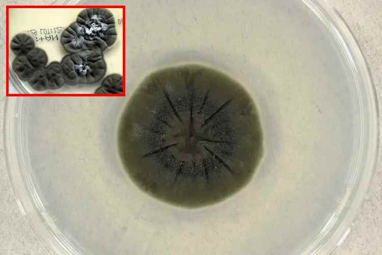 Hongo de Chernóbil que se alimenta de radiación podría proteger a astronautas