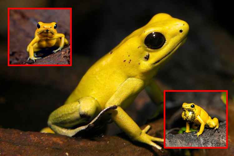 La rana venenosa dorada: el animal más letal del planeta