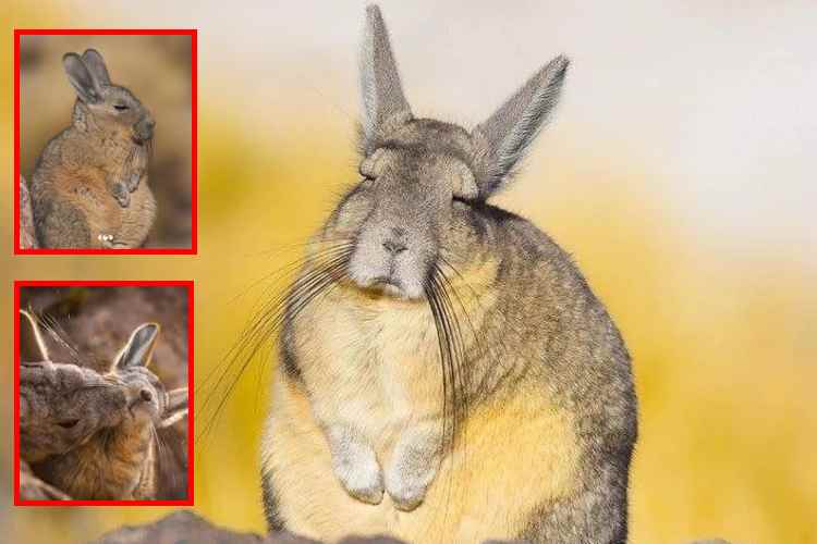 La vizcacha, el roedor que conquistó internet