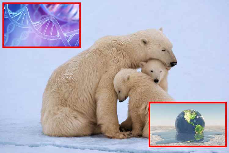 Los osos polares ya están cambiando su genética para sobrevivir al calentamiento global