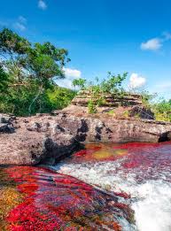 Caño Cristales: la época ideal para visitar la maravilla natural en 2026