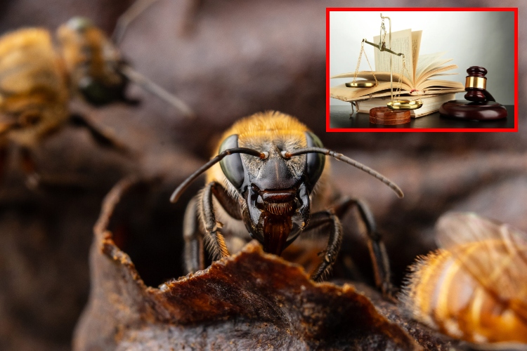 Abejas amazónicas_ Primeros insectos con derechos legales