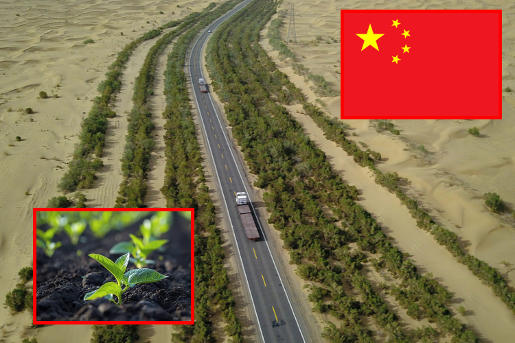 China frena la expansión del desierto de Taklamakan con arbustos que capturan carbono