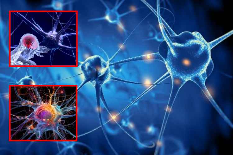 Científicos identifican las neuronas que generan la angustia emocional del dolor