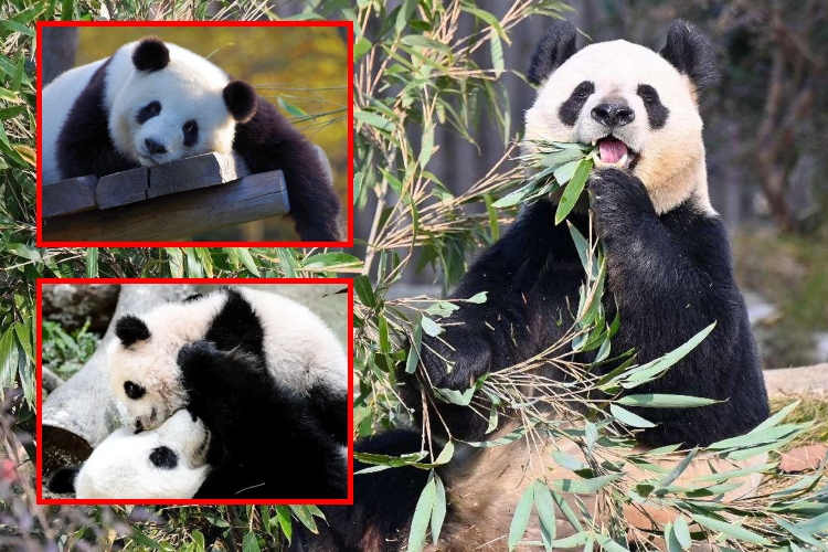 El Panda Gigante_ Un Triunfo Histórico de la Conservación