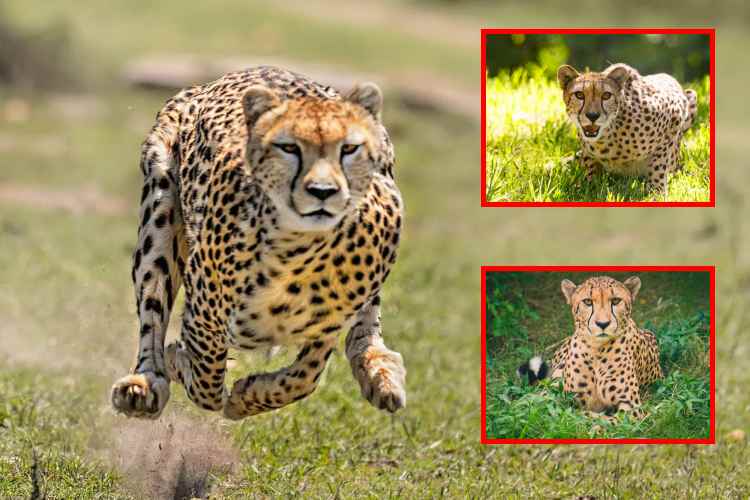 El guepardo_ el gran felino que no ataca a humanos