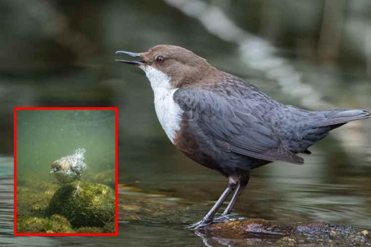 El mirlo acuático_ el ave que camina bajo el agua