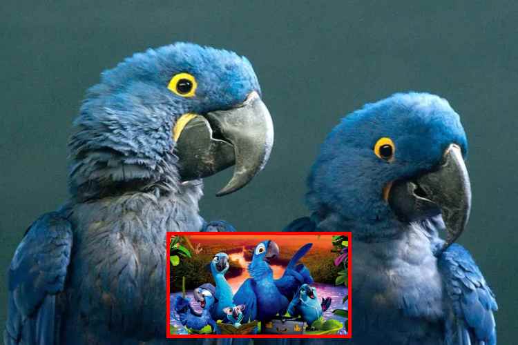 El regreso del guacamayo de Spix_ la especie real que inspiró la película Río