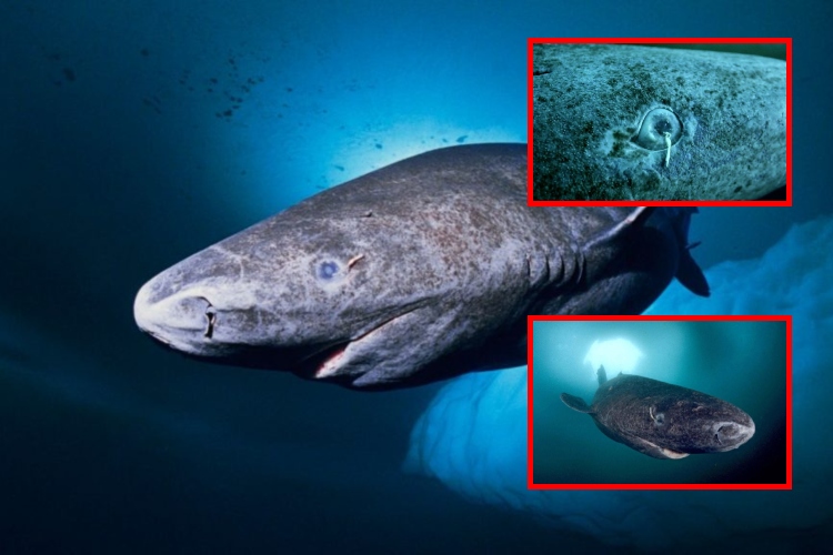 El tiburón de Groenlandia_ el secreto de una vida de 400 años