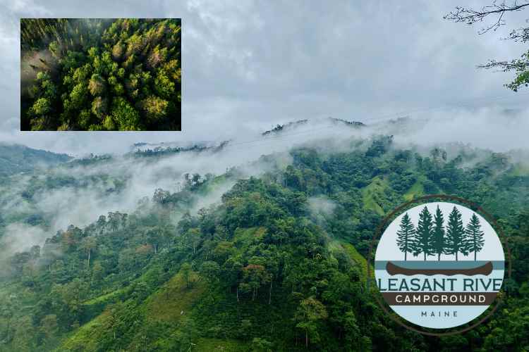 Fideicomiso protege bosque clave de 200 hectáreas en Pleasant River