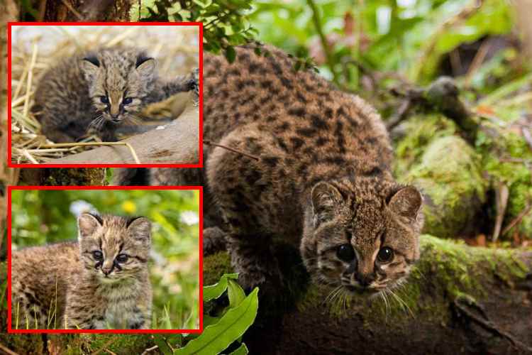 Kodkod_ el felino más pequeño y esquivo de América