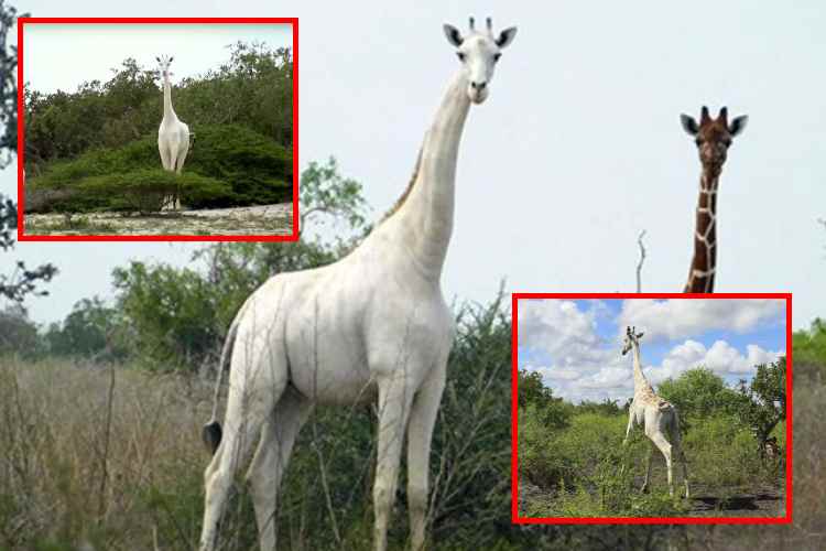La última jirafa blanca de Kenia