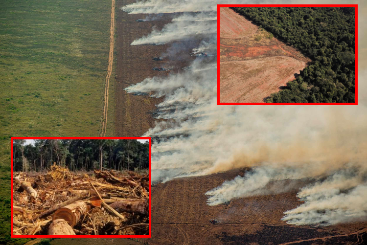 Moratoria de la soja en la Amazonía, al borde del colapso