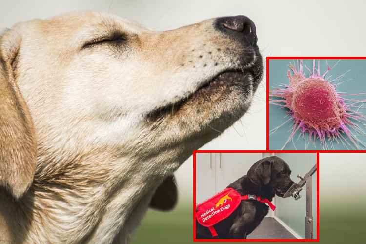 Perros detectan cáncer con el olfato antes de que aparezcan síntomas