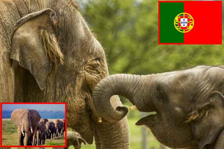 Portugal abrirá el primer santuario de elefantes en Europa