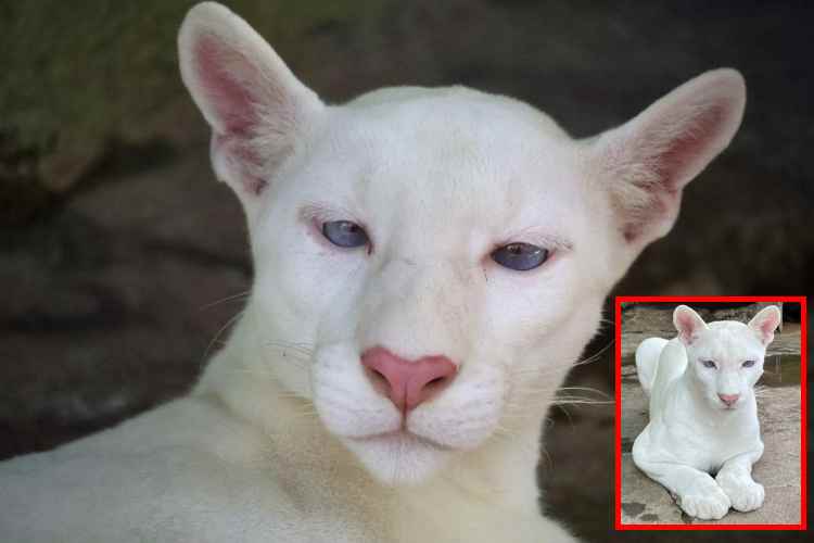 Una puma albina nació en Nicaragua_ uno de los casos más raros del mundo