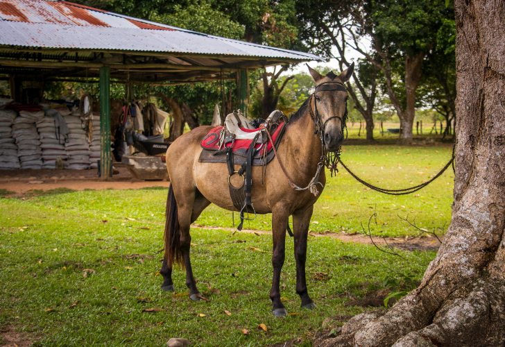 casanare (1)