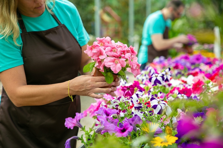 FLORES (1)