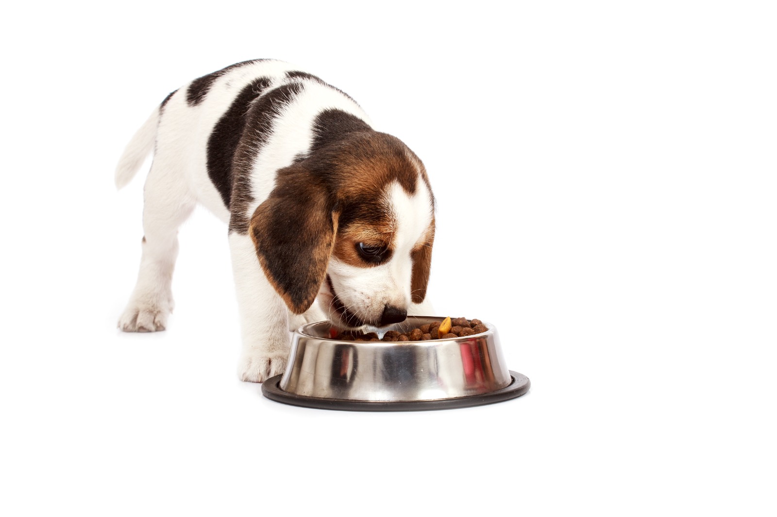 La palatabilidad en la alimentación de mascotas en Colombia
