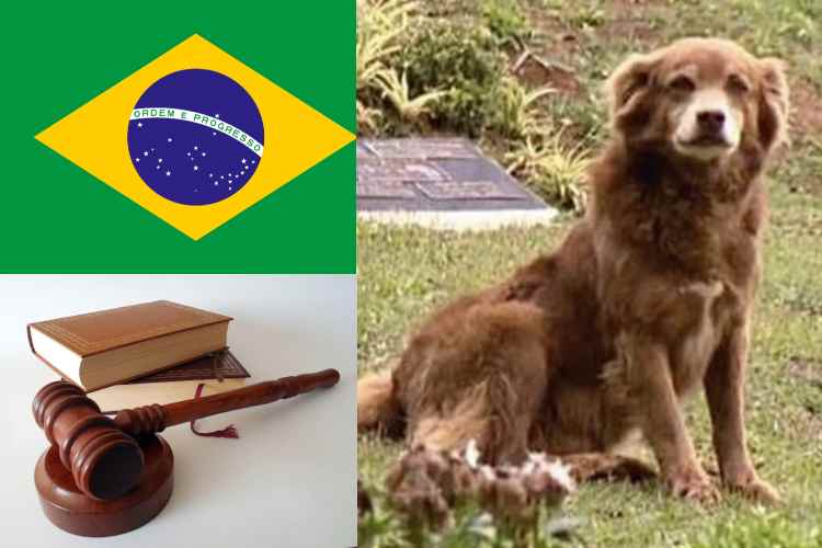 São Paulo aprueba ley para enterrar mascotas junto a sus dueños
