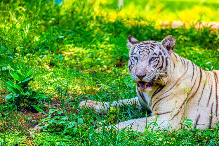 tiger