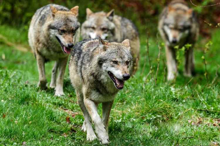 Alemania autoriza caza de lobos