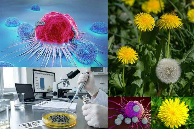 Diente de león elimina 95 % de células cancerosas en laboratorio