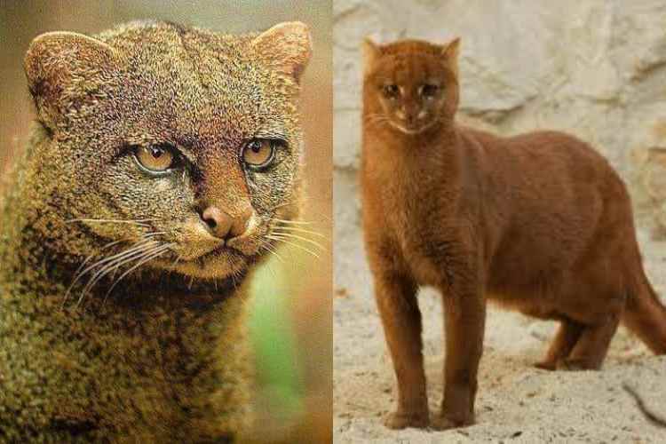 El jaguarundi_ el felino discreto de América