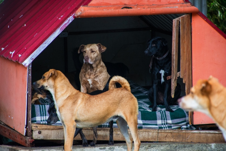Más de cien animales encuentran refugio tras vivir en condiciones críticas