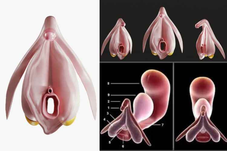 Nuevo mapa 3D del clítoris revoluciona la medicina