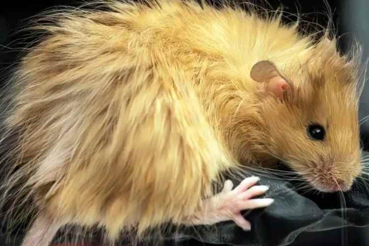 Ratones con genes de mamut_ el experimento que recrea su pelaje