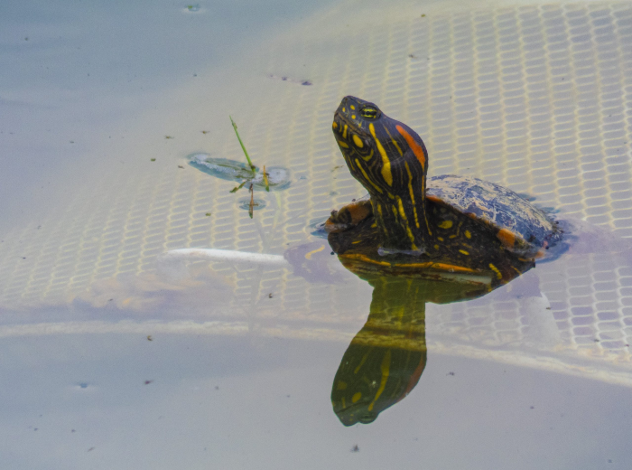 Tortuga-Hicotea-Trachemys-callirostris.-Foto-José-Roberto-Arango-scaled