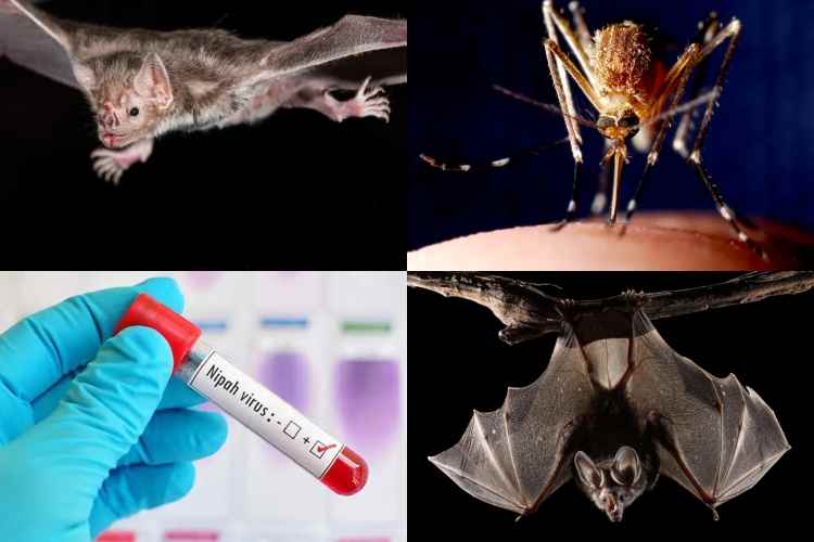 Vacunan murciélagos con mosquitos modificados
