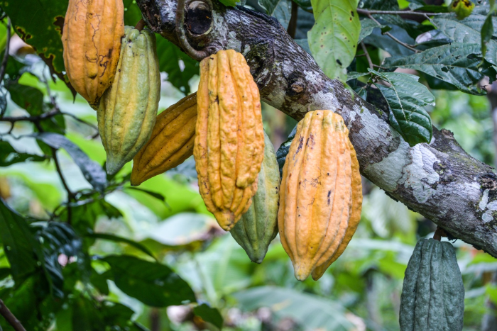 Cacao de Colombia