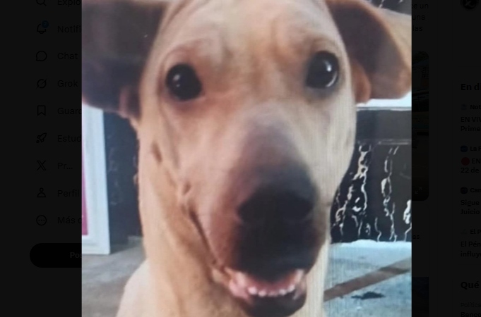 Capturan en Bucaramanga a Amibelec Camacho por la muerte de la perrita _Kira_